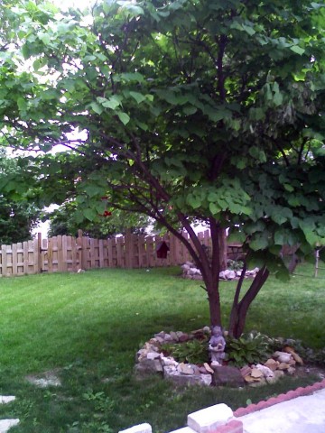 Redbud tree, back yard